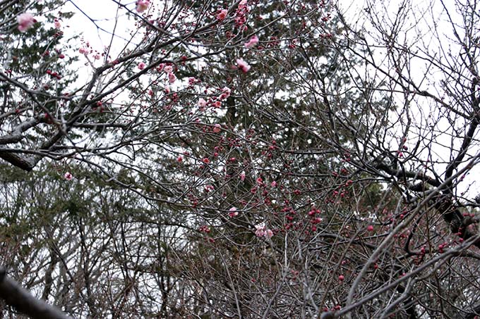 砧公園の梅