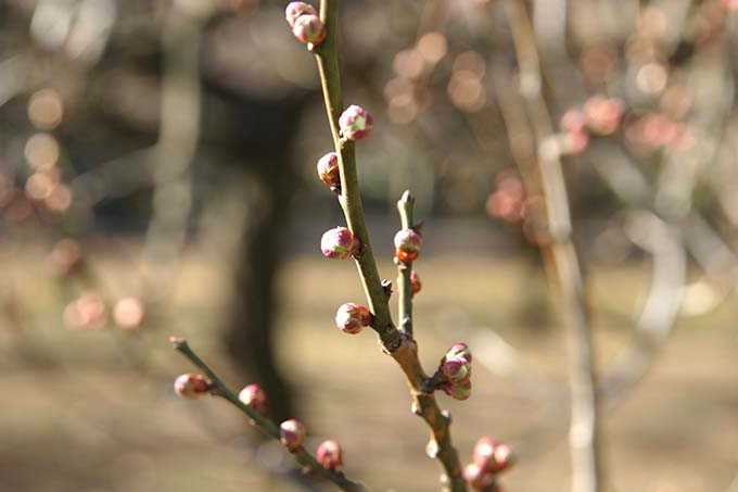 砧公園、白梅の蕾
