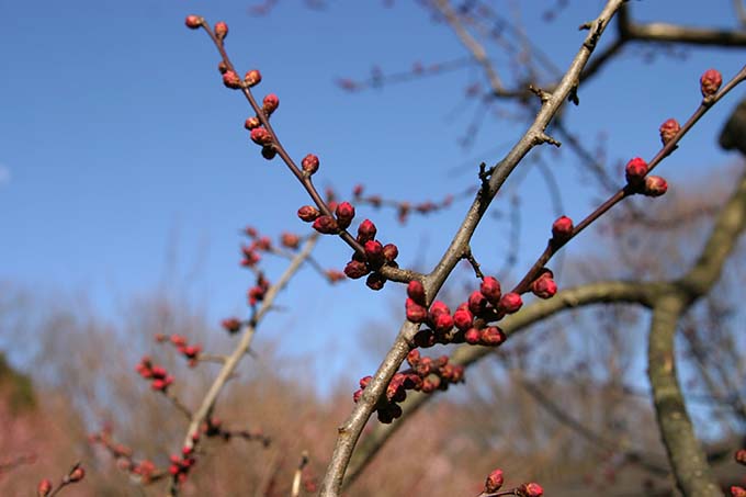 砧公園、ピンク梅の蕾