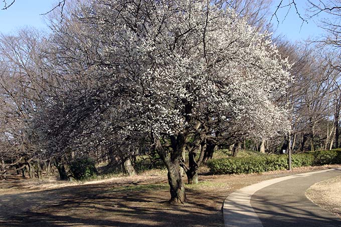 砧公園、白い梅開花