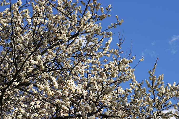 砧公園、白い梅開花