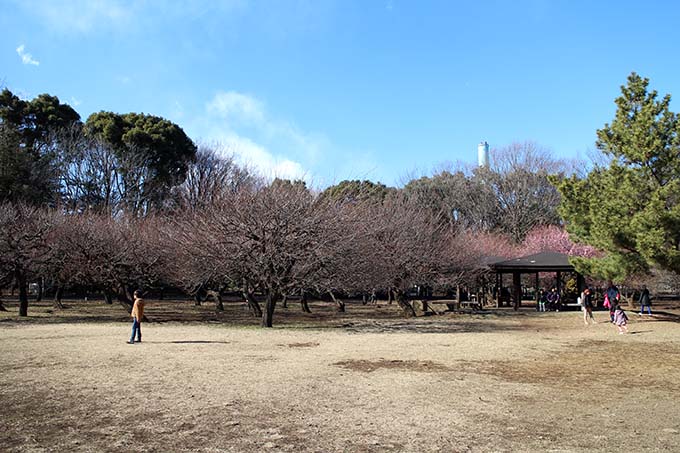 砧公園、アスレチック広場近くの梅林