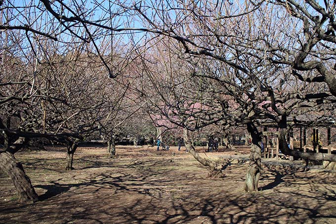 砧公園、アスレチック広場近くの梅林