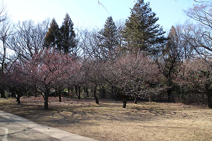 砧公園、ファミリーパーク内の梅林