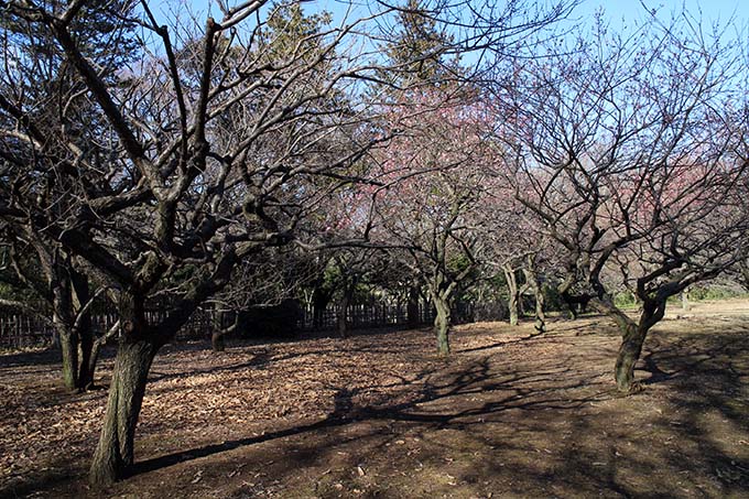 砧公園、ファミリーパーク内の梅林