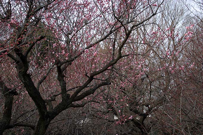 砧公園の梅