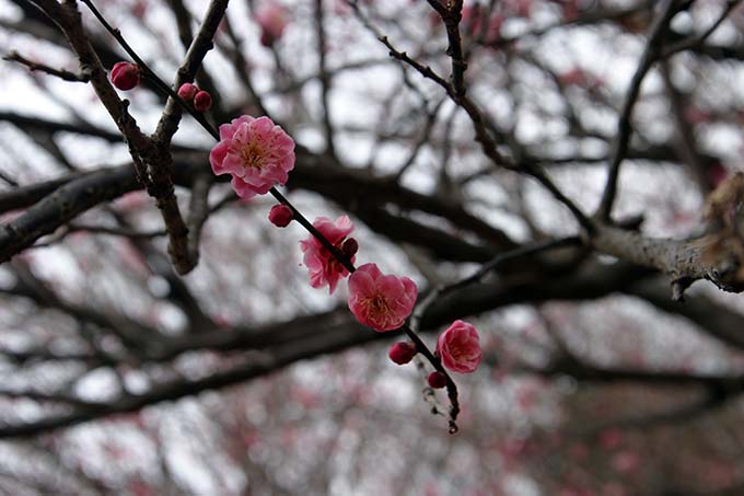砧公園の梅