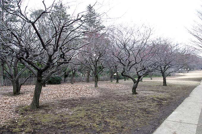 砧公園の梅