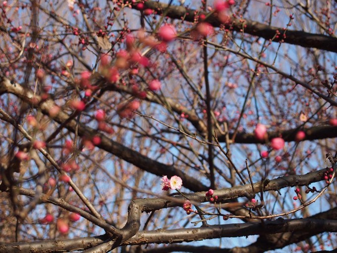 砧公園の梅