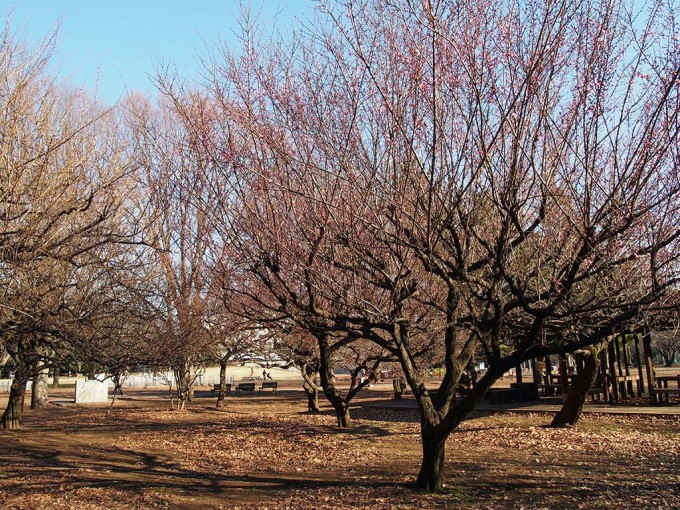 砧公園の梅