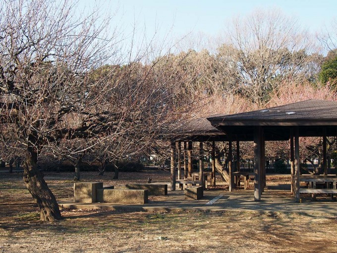 砧公園の梅