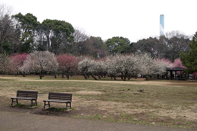 砧公園の梅開花