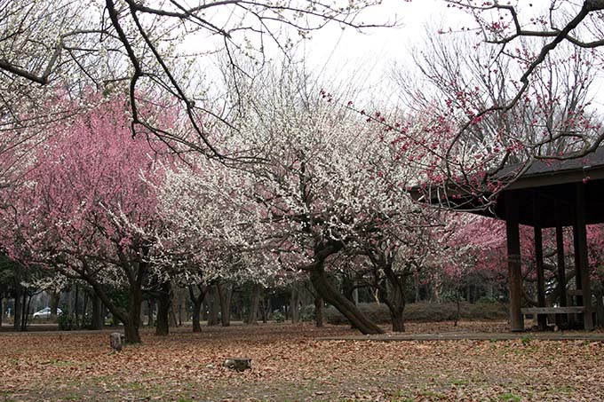 砧公園の梅開花