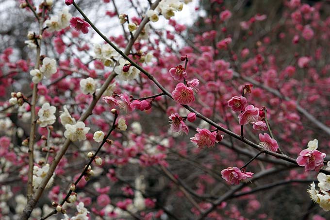 砧公園の梅開花