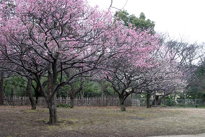 砧公園の梅開花