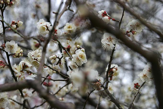 砧公園の梅開花