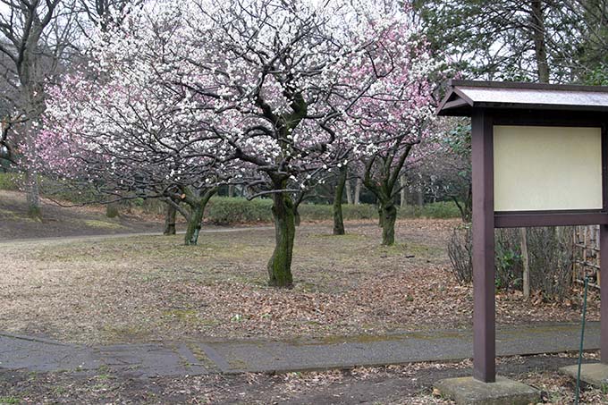 砧公園の梅開花