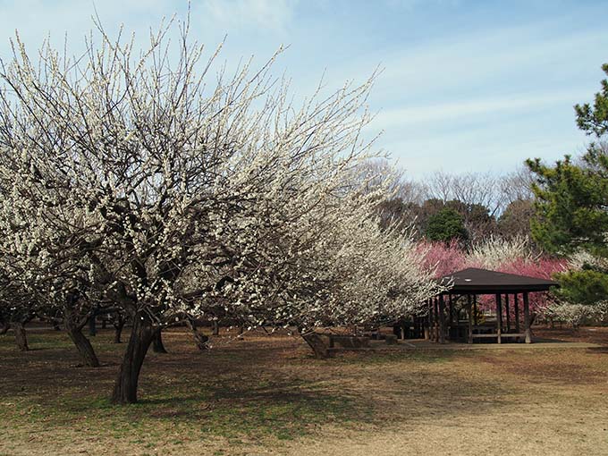 砧公園梅開花