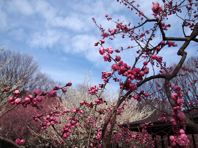 砧公園梅開花