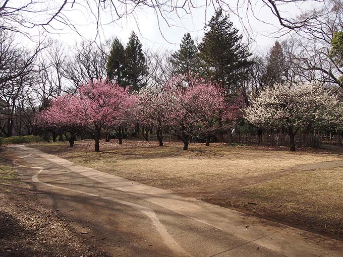 砧公園梅開花