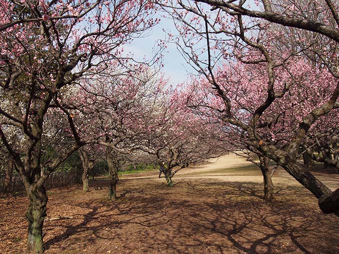 砧公園梅開花