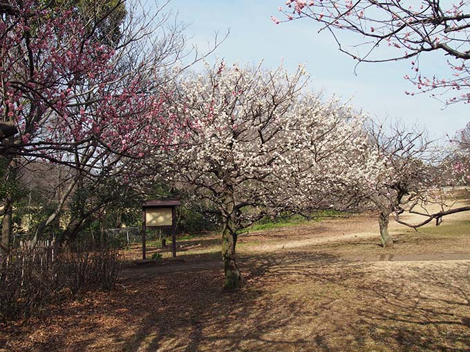 砧公園梅開花