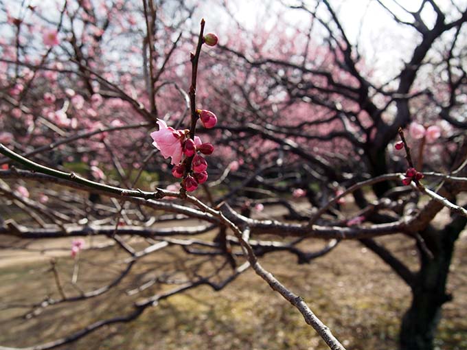 砧公園梅開花