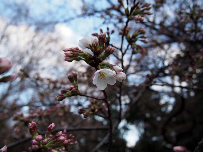 さくらの蕾と花