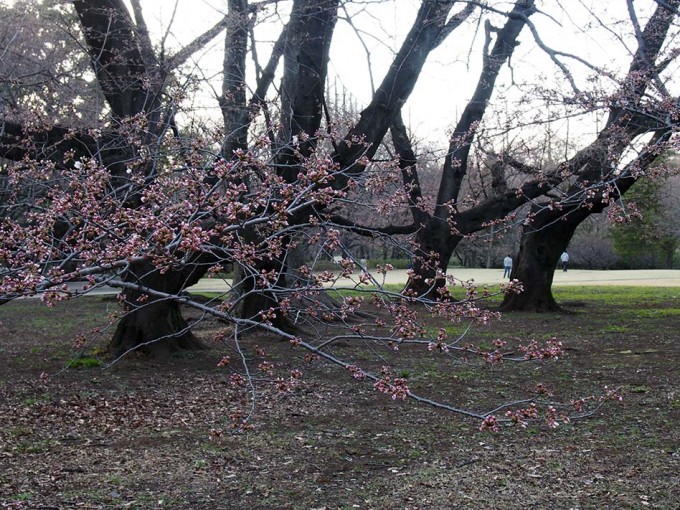 砧公園のさくらの蕾