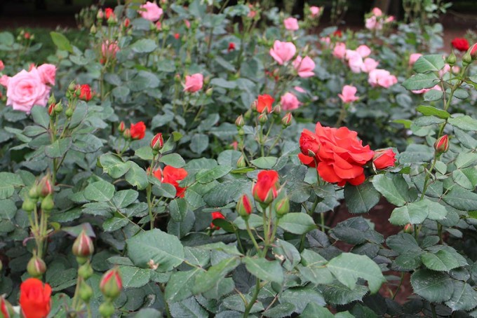 バラの花
