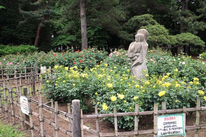 砧公園バラの花