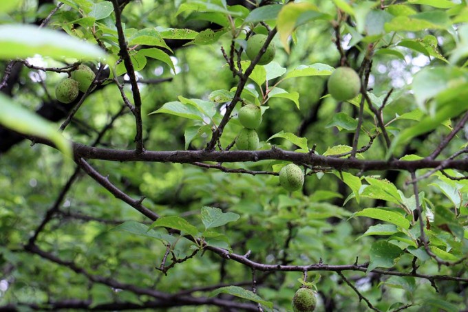 砧公園、梅の実