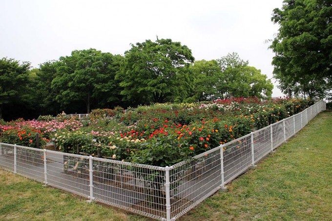 砧公園バラの花