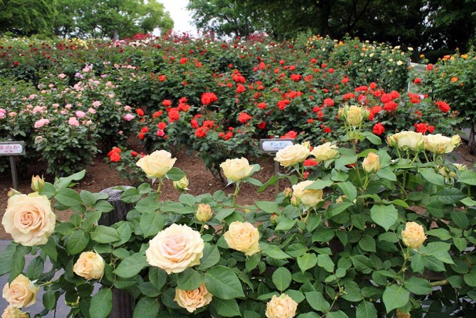 バラの花