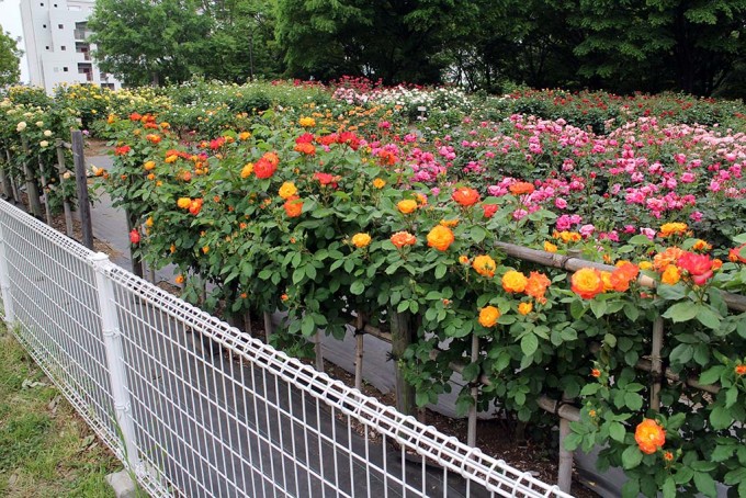 バラの花