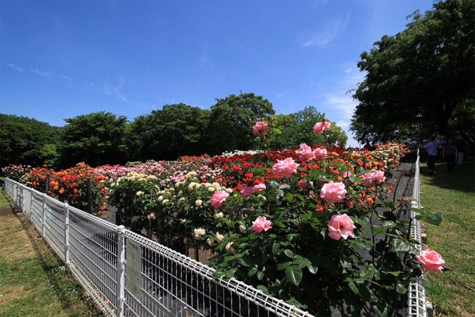 砧公園バラ園