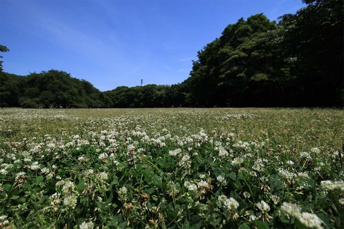 砧公園、シロツメクサ