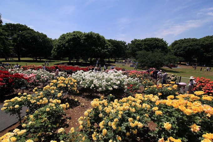 砧公園、バラを観る会