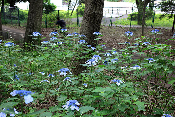 砧公園のガクアジサイ