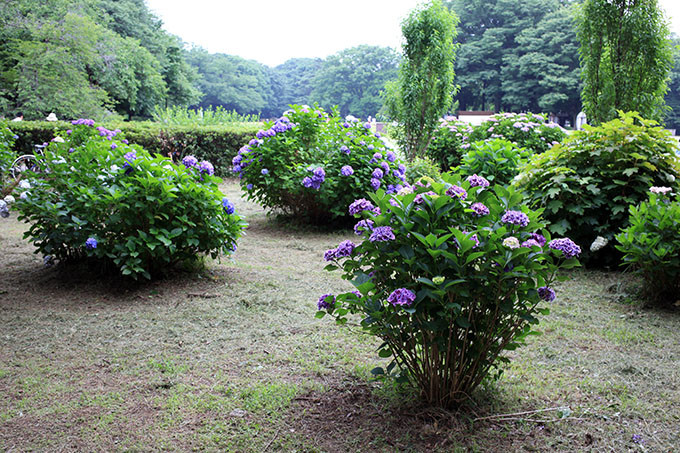砧公園のアジサイ