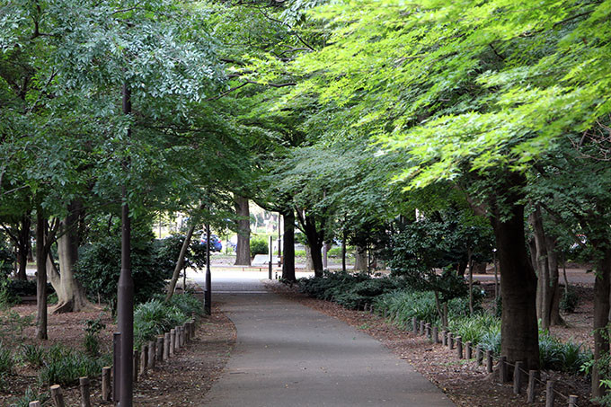 砧公園の木陰