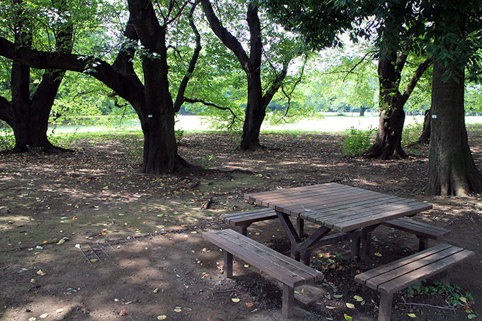 砧公園ファミリーパークの木陰