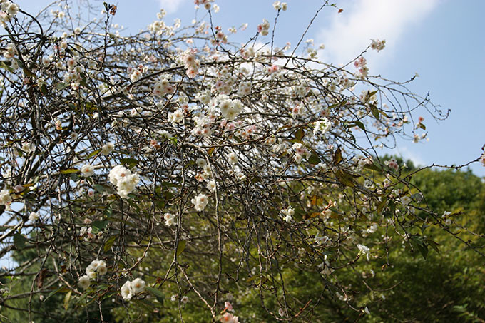 コブクザクラ、子福桜