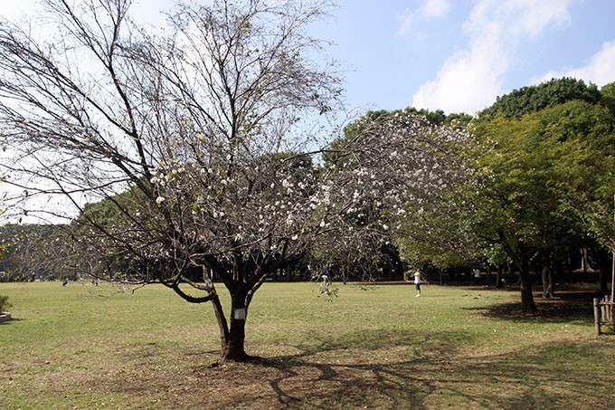 コブクザクラ、子福桜