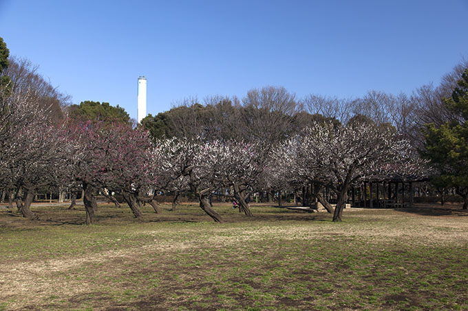 砧公園・梅見頃