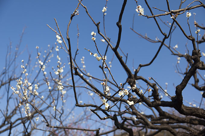 砧公園・梅の花少なめ