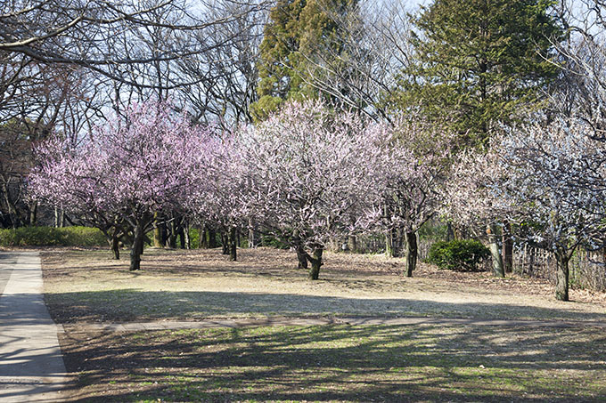 砧公園・梅見頃