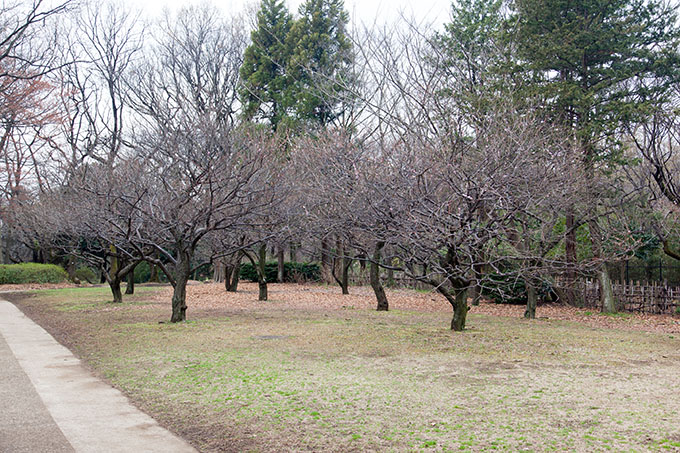 砧公園の花終わり