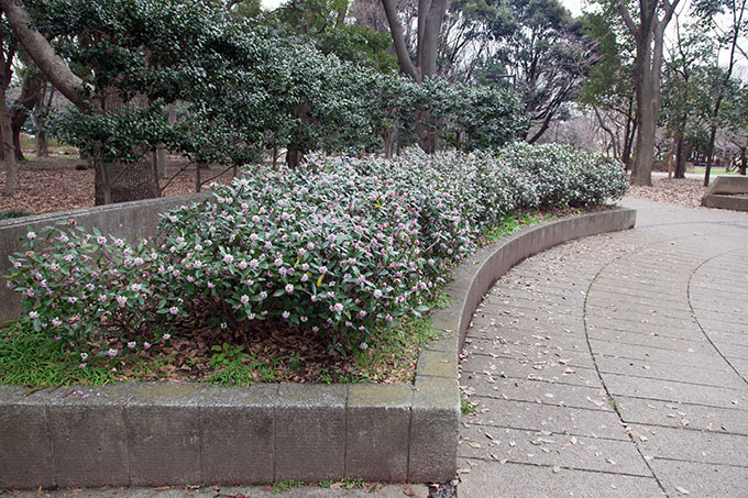 砧公園ジンチョウゲ
