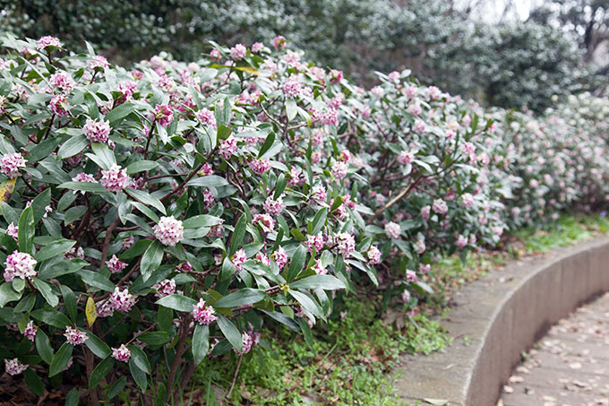砧公園ジンチョウゲ